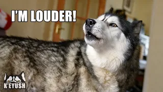 Husky Talks LOUDER to Win Argument With My Mum!