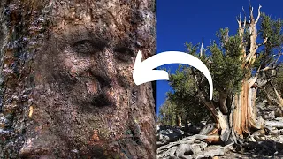 Top 10 Oldest Trees on Earth 2021