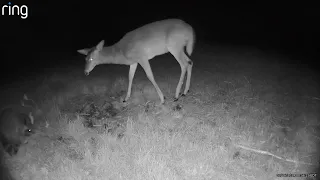 Bambi and Rocket argue over leftovers