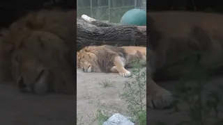 настоящий лев в зоопарке!🐯