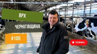 ФЕРМА 🐄 Корови. Прив'язне утримання худоби.