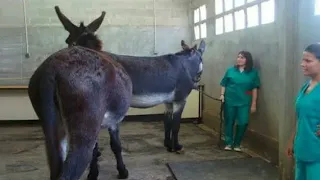 krycie koni zimnokrwistych skolskish sokol.donkey vs donkey @donkey nov 2022