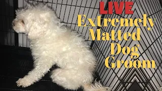 Dog Extremely Matted Live Groom