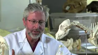 The Fossil History of the Human Hand — HHMI BioInteractive Video