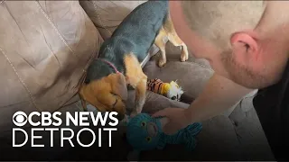 Metro Detroit sheriff deputy says fostering animals is "rewarding"