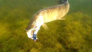 Cool: best fish attacks underwater. Fishing lures for pike muskie zander perch. Рыбалка Атака щуки.