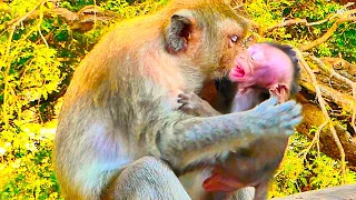 Poor Baby Monkey Elon is so sad Mama Emila makes baby upset before giving milk