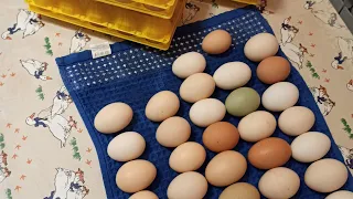 А вы моете яйцо 🥚? Подготовка яйца к продаже.