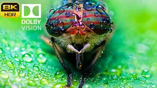 8K HDR Color Macro Dolby Vision