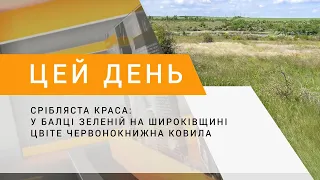 Срібляста краса: у Балці Зеленій на Широківщині цвіте червонокнижна ковила