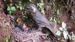 The bird father brought back two small lizards, and the cuckoo didn't eat any鸟爸爸带回2条小蜥蜴，杜鹃鸟一条也没吃到