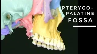 PterygoPalatine fossa | head anatomy