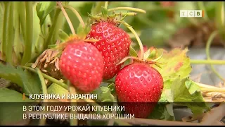 Клубника и карантин