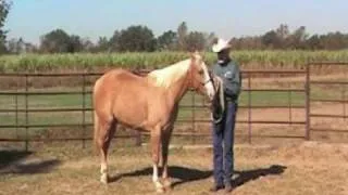 Teaching a Horse to Turn for Showmanship, provided by eXtension