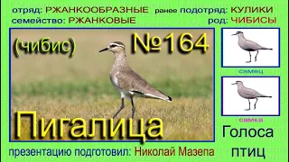 Пигалица. Чибис. Голоса птиц