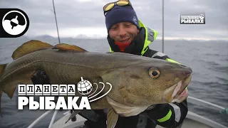 Зачетная треска. Зимняя рыбалка. Норвегия | Планета рыбака