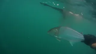 spearfishing israel amberjack /подводная охота в Израиле