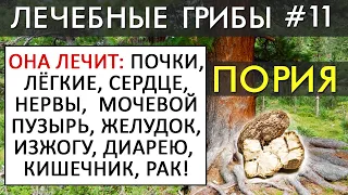 ПОРИЯ лечит почки, снимает отёки и воспаления, выводит токсины! Защищает от цистита, диареи...