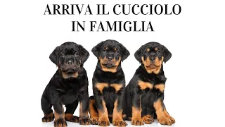 Arrivo del cucciolo in famiglia | Border Collie | Pastore Tedesco | Chihuahua | Barboncino | Pincer