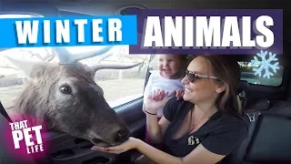 TRY NOT TO LAUGH  - Funny Animals Compilation 2018 | Winter Pets with No Shame 