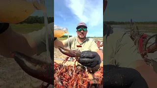 BUG Eggs On Your Crawfish?! #louisianacrawfish #louisiana #crawfish #science