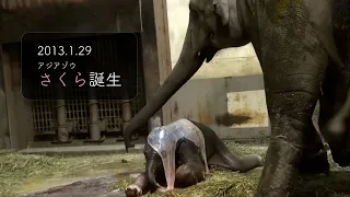 【東山動植物園公式】アジアゾウ「さくら」誕生 《 アジアゾウ　ゾウ 》