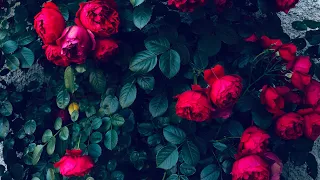 Rose collection - nature sounds