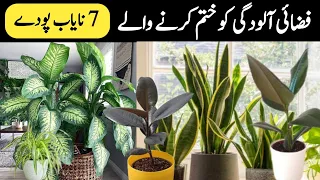 Air Purifying Indoor Oxygen bedroom plants