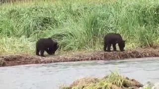 Bears - Katmai Alaska