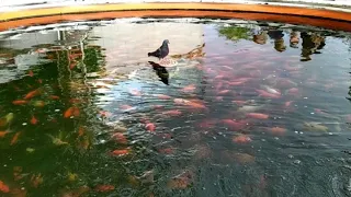 Рыбки возле океанариума. Fish near the aquarium.