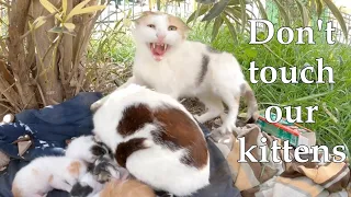 Angry mommy cats don't let me touch their kittens||Part1