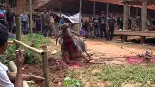 Ceremonial Buffalo killing Tana Toraja (Explicit Video)