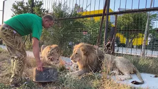 Кормлю молодых львов Султана , Гирея и вожака Чука ! Russian Lion man !
