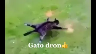 turn your dead cat into drone👍👍👍