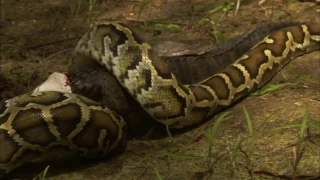 HD 2017 PBS NOVA Documentary -Nature Invasion of the Giant Pythons