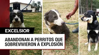 Perritos rescatados en explosión de Tlalpan serán puestos en adopción