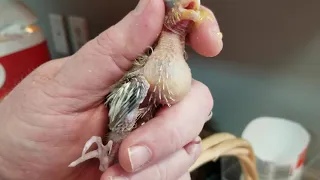 Hand feeding baby cockatiels!  let me show you how we feed our baby's.