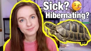 Is My Tortoise Sick? Hibernation vs. Brumation