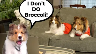 "I don't DO Broccoli!" 🥦🐶🤢 a hilarious Biscuit Talky on Cricket "the sheltie" Chronicles e274