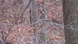 West Virginia Boneheads: Big Buck (Watch in slow mode) Should I have let this one go?