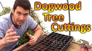 How to Grow Dogwood Trees from Cuttings | Plant Propagation Technique for Rooting Dogwood Cuttings