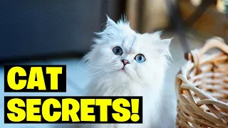 7 Things Your Cat Is Saying To You