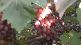 Сорт винограда "Лучистый" - сезон 2019 # Grape sort "Luchistyj"