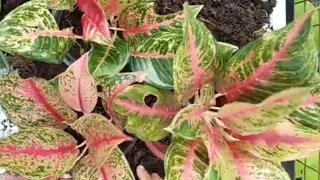 Aglaonema propagation