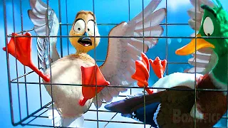 Dancing Ducks Escape from Jail | Migration | CLIP