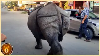 Animales Peligrosos Atrapados Siendo Amistosos En Cámara