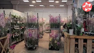 JMP Flowers подробный обзор орхидей.Цветочный рынок JMP город Москва