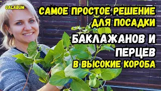 ПОСАДИТЕ ПЕРЕЦ И БАКЛАЖАНЫ ИМЕННО ТАК для большого урожая (проверено!) @galabum