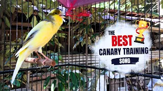 Belgian Canary Singing Makes Your Canary Sound!! Best Training