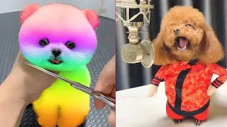 Tik Tok Chó Phốc Sóc Mini Funny and Cute Pomeranian